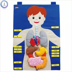 차트 신체기관(한글)/어린이/교구/가정용/팰트/학교/찍찍이/펠트/학습/벽보/보드판/교육/교육용/교육자/어