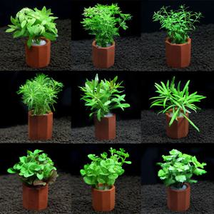 피알피쉬 포트수초 마구잡이 4종세트