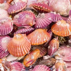 살아있는 고흥 제철 홍가리비 3kg (특품)