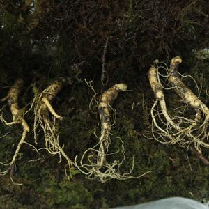 야생 강원도 산양삼 파지 7-8년산 10뿌리 장뇌삼 산양산삼 진세노사이드 사포닌