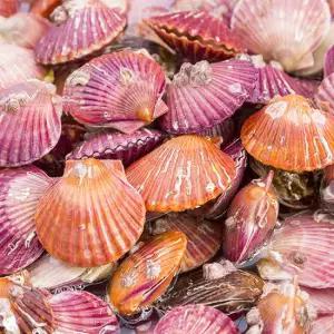 살아있는 고흥 제철 홍가리비 3kg (특품)