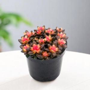 미미네아쿠아 반려식물 다육이 키우기 미국취설송