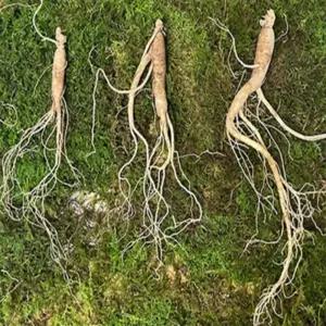 유쎌몰 10년근 횡성 산양삼 3뿌리 (공단보자기 포함) 기력회복