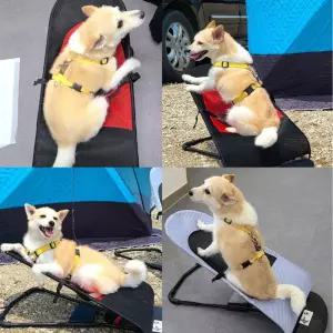 강아지해먹 강아지흔들의자 캠핑의자 펫 바운서 IJN2+3MLO