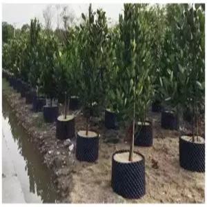 대형 플라스틱 농사 도깨비 분재 블루베리 모종판