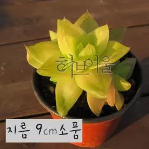 다육 경화금 하월시아 지름 9cm 소품 다육화분