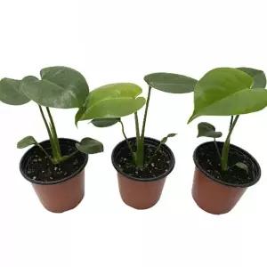 베하몰 실내 화초 몬스테라 1+1+1 소품 22cm공기정화식물 키우기 식용 인테리어 인테리어용 원예 장식