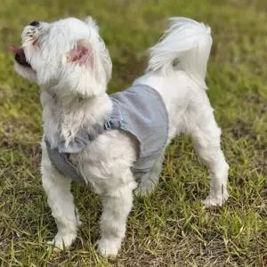 체크 오가닉 블루강아지프릴민소매 강아지티 애완견옷 의류 강아지 애견 반려견 나시