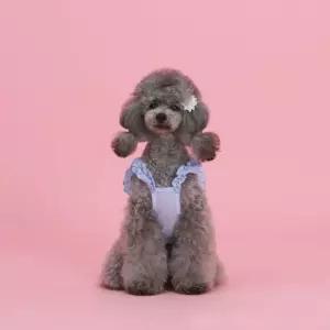 베베프릴 나시 블루애견 애티 강아지 용티 애용 강아지옷 반려 애견 의류