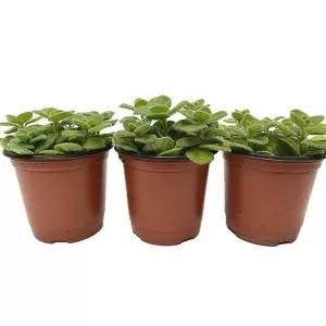 베하몰 실내 화초 1+1+1 장미 허브 12cm키우기 재배 식물 키우기 기르기