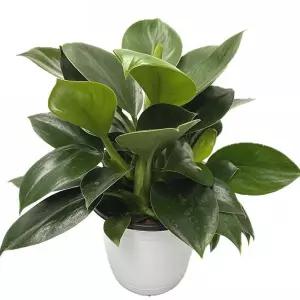 베하몰 실내 화초 콩고 화분 34cm장식 식물재배 키우기 기르기 원예 공기정화