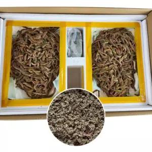 생물 청갯지렁이 청개비 5og 미끼 생미끼 갯지렁이 청개비 바다낚시