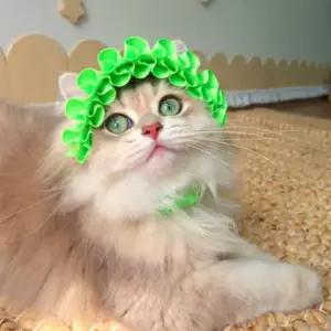 고양이 모자 사진촬영용 프릴 형광 강아지케이프 패션 애견 코스튬 펫소품 홈파티 의상 반려용품 용품