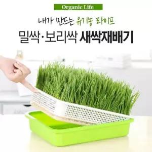 새싹보리 채소 키우기 밀 씨앗 식물 새싹 재배기 기르기 키우는법 수경 재배 세트 키트