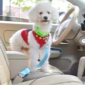 [골드스마일]애견안전벨트(P5077)색상랜덤반려견강아지안전벨트