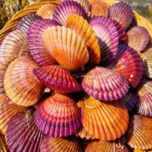 산지직송 제철 통영 홍가리비 3kg 90미내외) 생물가리비 캠핑음식