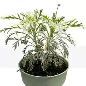 무늬유리호프스(중품) 백묘국 설국 국화과 다년생 관목 야생화 관엽식물 플랜테리어