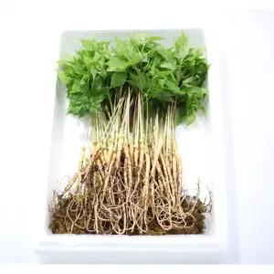 담양 순수새싹삼 [GAP 인증] 100뿌리, 70뿌리 구성