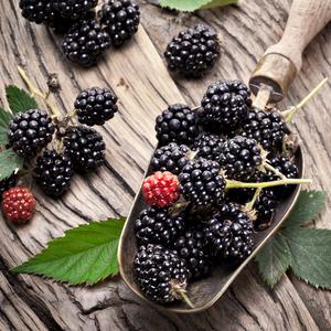 새로핸즈 프래그런스오일 블랙베리앤베이 향 50ml FO