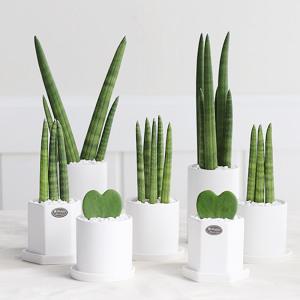 1개 사면 1개 더!  봄맞이 스투키 하트호야 공기정화식물 무광 세라믹 화분 선물용화분 반려식물 