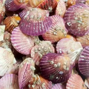 [충무수산]달콤한 통영 홍가리비 1kg