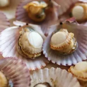 당일조업 달큰한 통영 홍가리비 5kg(kg당 20~22미내외)