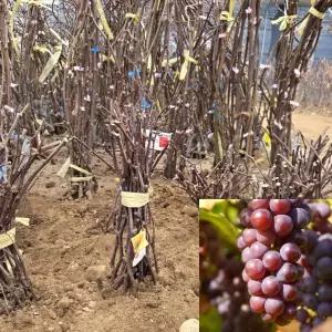 포도나무 묘목 (거봉) 삽목1년생 특묘 거봉묘목 포도모종 