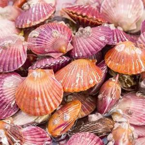 살아있는 고흥 제철 홍가리비 3kg (특품)