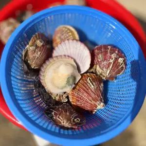 통영 홍가리비 비단 가리비 3kg(60-75미 내외) 세척 조개구이 캠핑