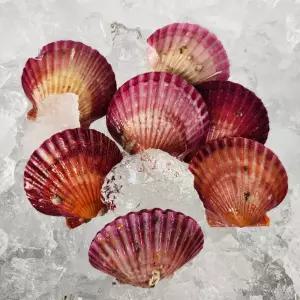 산지발송 제철 통영 홍가리비 3kg(60미내외) 생물가리비 캠핑음식