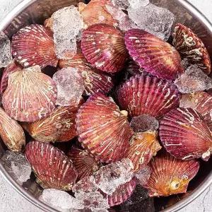 통영 제철 조개 가리비 홍가리비 3kg(대사이즈/kg 당 18미 내외) 1차 세척