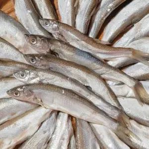 2025 국내산 토종 자연산 민물고기 잡고기 피래미 1kg 매운탕 재료 어탕 어죽