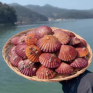 당일작업 속이 꽉찬 통영 생물 홍가리비