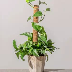 세우는 몬스테라 수태봉 코코봉 코코넛봉 플라스틱 지지대 40cm