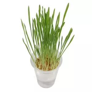 4인세트 초등학교 어린이 식물키우기 웰빙새싹 보리키우기 학습능력 수업용