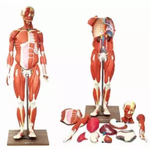 인체근육해부 조립식 12p 네오디움 자석식 고무 전신모형 과학두뇌 실험도구