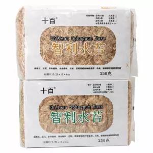 뉴질랜드 5A 몬 조경용 난초 호접란 풍란 원본 라 식충식물 수태