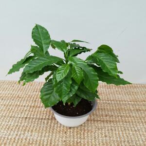 한목대로된커피나무(15센치)/범근이농장