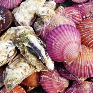 [굴이조아]통영 석화+홍가리비 세트