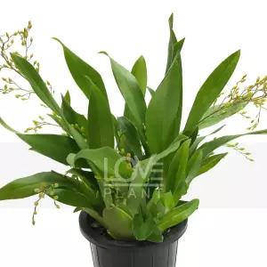 환타지아난(노란색꽃) 온시디움 초콜렛 향기 난 키우기 서양난 난초 꽃 화분