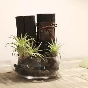 러브피어리 천연 가습기 글라스에 담긴 틸란과 숯(小)