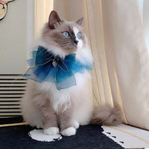 강아지 스카프 고양이 케이프 레이스 목걸이 카라 요정 파티 우아한 리본 밴드 턱받이