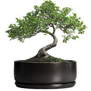 SQOWL 화이트 원형 세라믹 화분 8인치, 탈부착 받침 포함 다육 선인장 허브 실내외 겸용