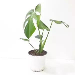 몬스테라 중 실내공기정화식물 공기청정식물 몬테라스 몬스테라키우기 몬스테라수경재배