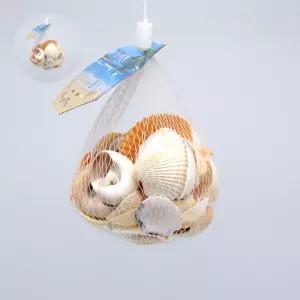 (제스트)조개껍질 만들기조개 조개껍데기 조개껍질모음