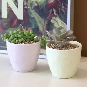 반려식물키트 식물키우기 다육이 다육이화분 식집사 도자기 다육이화분세트 미니다육이 다육식물 키우기쉬