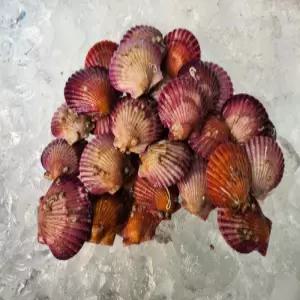 국내산 홍가리비 4kg 68미내외