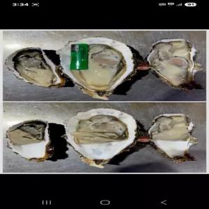 통영 자연산 석화 돌굴 1kg 2-4미