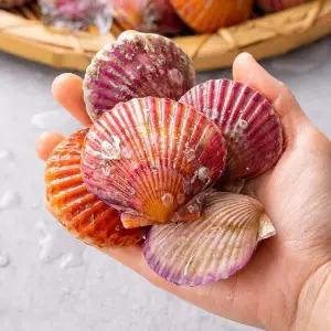 당일조업 국내산 홍가리비 1kg 2kg 3kg