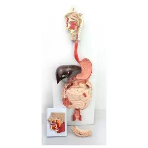 의료 보관 내장 장기 소화기관 인체 모형 실습용 학교